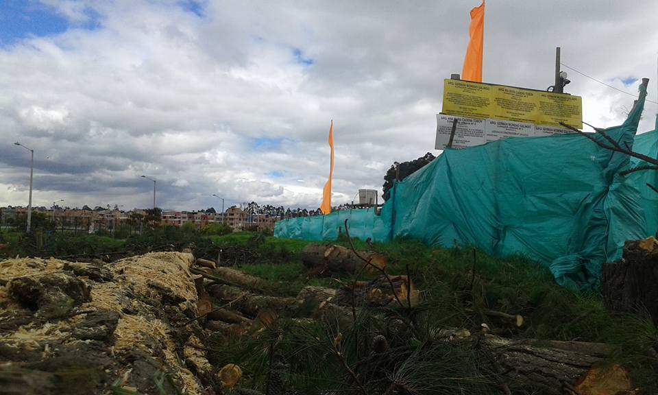 Cuando es peor defender un árbol que matar a una persona