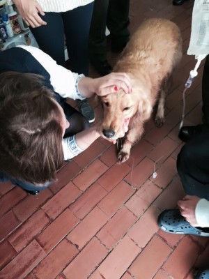  - Policía habría disparado contra una indefensa perrita