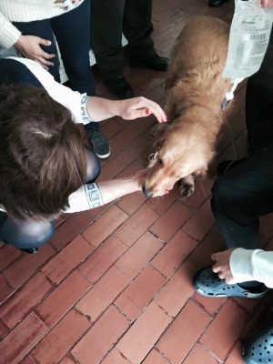  - Policía habría disparado contra una indefensa perrita