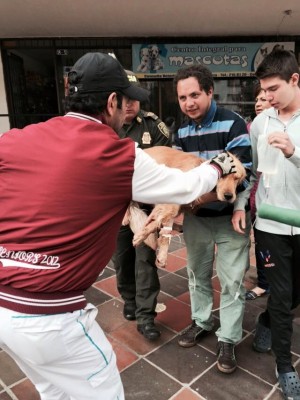  - Policía habría disparado contra una indefensa perrita