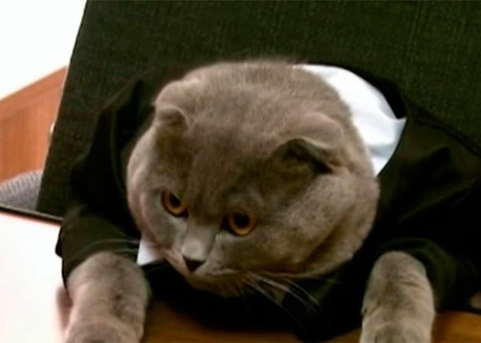 El gato que se convirtió en gerente