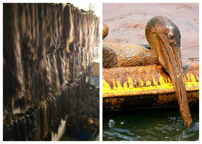 Pelo para mitigar los derrames de petróleo