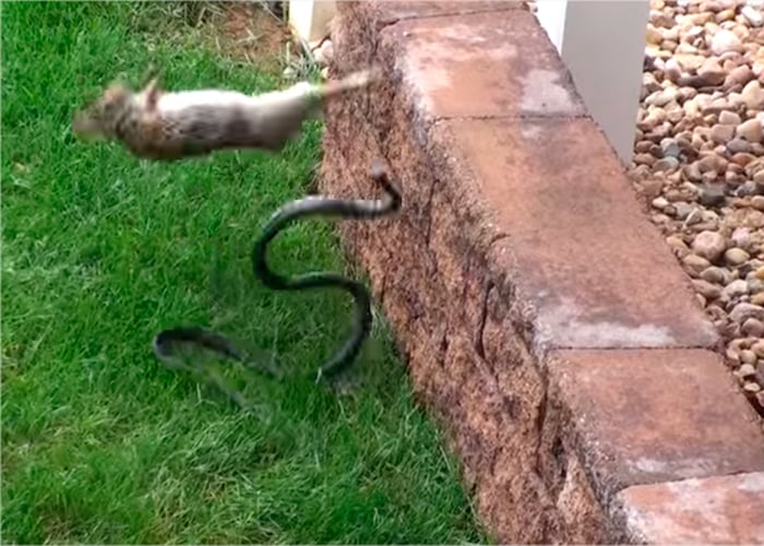 VIDEO: El conejo karateca que se lanza contra una serpiente