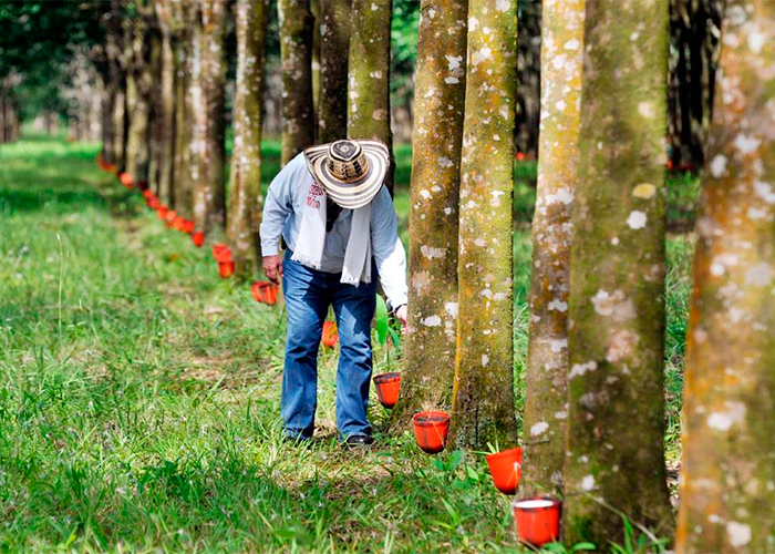 En la altillanura sí hay campesinos