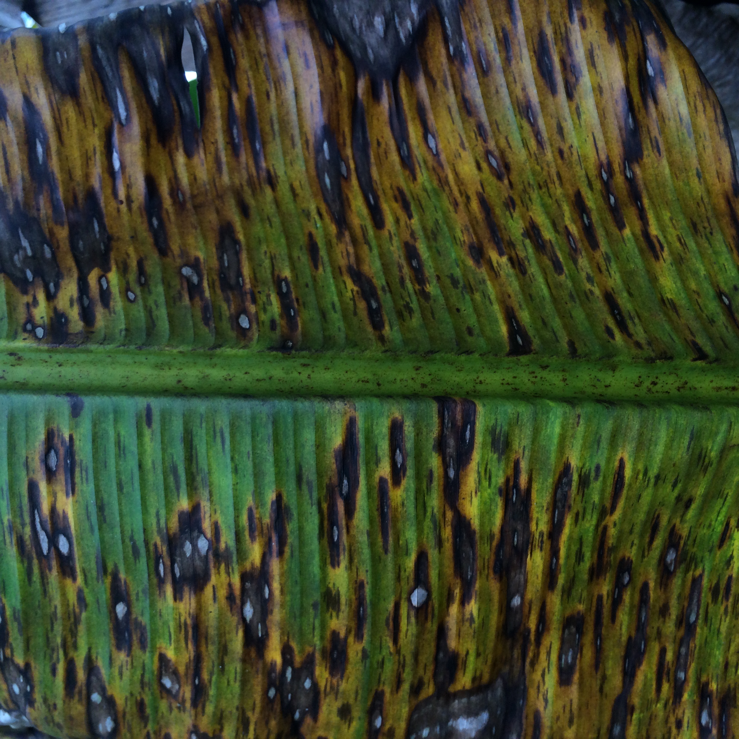 El país jamás contado