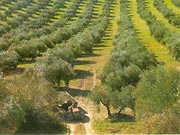 Radiografia express de los conflictos por la tierra y los territorios en Colombia