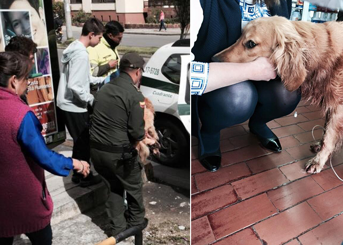 Policía habría disparado contra una indefensa perrita