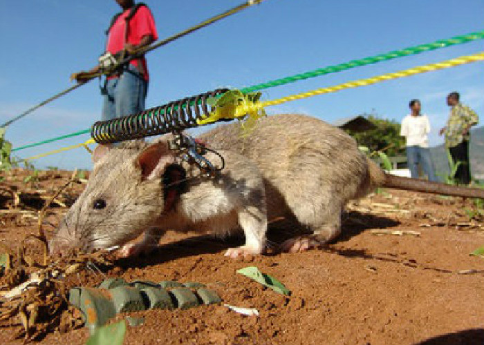 Las HeroRats: Ratas antiexplosivos