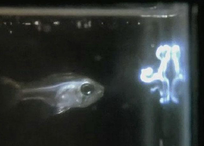 Los peces que escupen un líquido luminoso