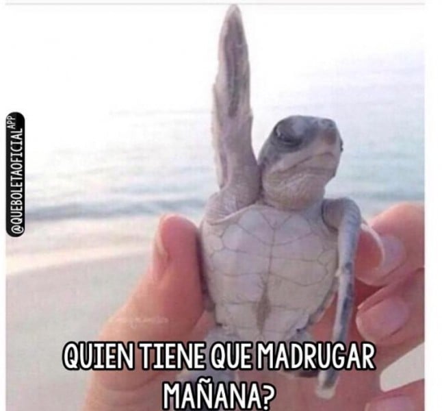  - ¿Quiénes están detrás de @QueBoletaOficial?