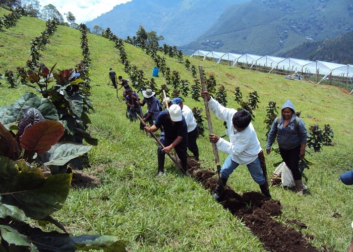 La apuesta porque los campesinos en zonas de conflicto sean empresarios agrícolas