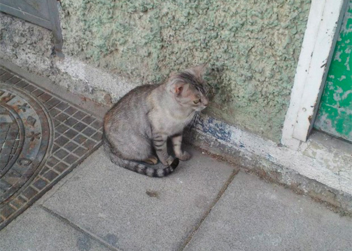 Aberrante caso de maltrato animal en Bogotá