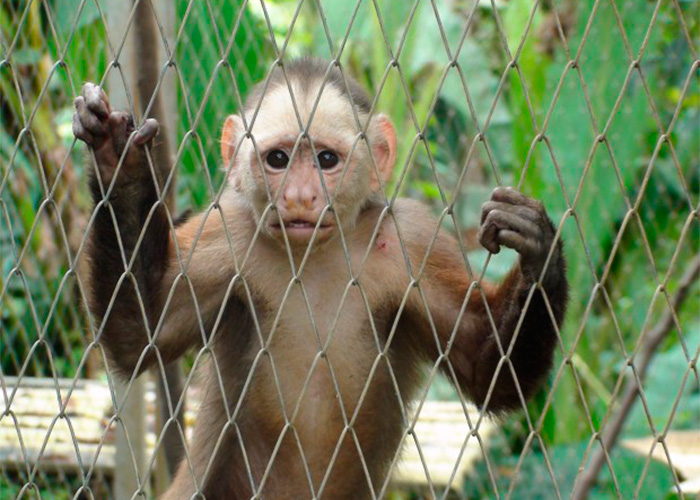 ¡A entregar fauna silvestre!