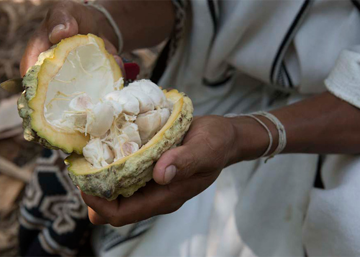 El cacao colombiano irrumpe en el mundo