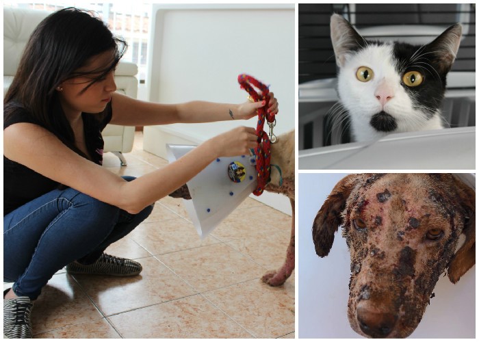 Los animales que se están salvando gracias a Facebook