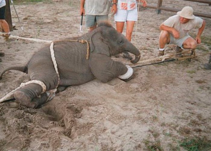 'La crueldad hacia los animales sobrepasa los límites de la racionalidad humana'