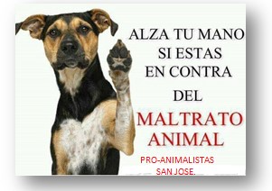 “Por favor no me maltrates”: dicen los perritos en el Norte de Antioquia