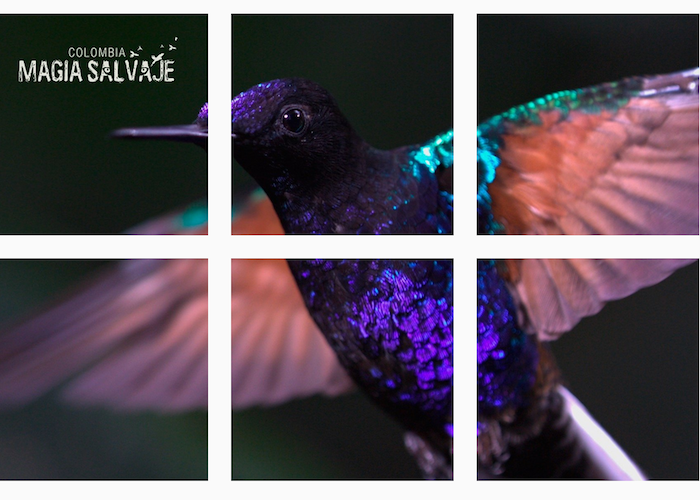 Magia Salvaje, en camino de estar entre las cinco películas colombianas más taquilleras