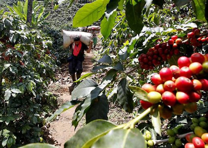 Buscan 20.000 trabajadores para recolectar café