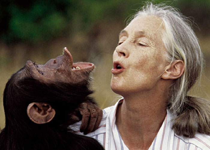 Jane Goodall, 'la dama de los Chimpancés', llega a Santa Marta