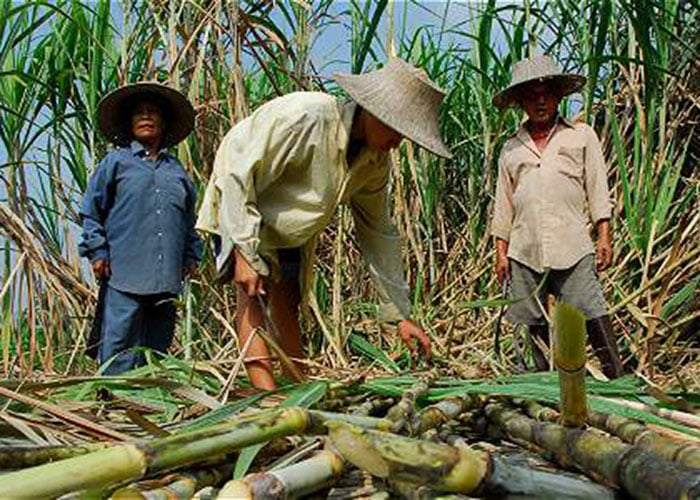 Los sofismas de los empresarios del azúcar