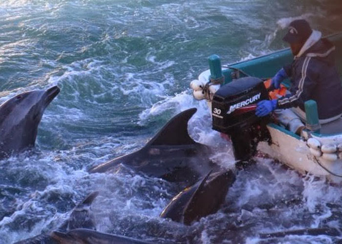 En video, la campaña para acabar con la explotación de delfines y orcas