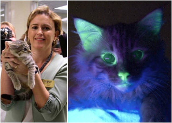 Mr Green, el gato fluorescente que vive en Bogotá