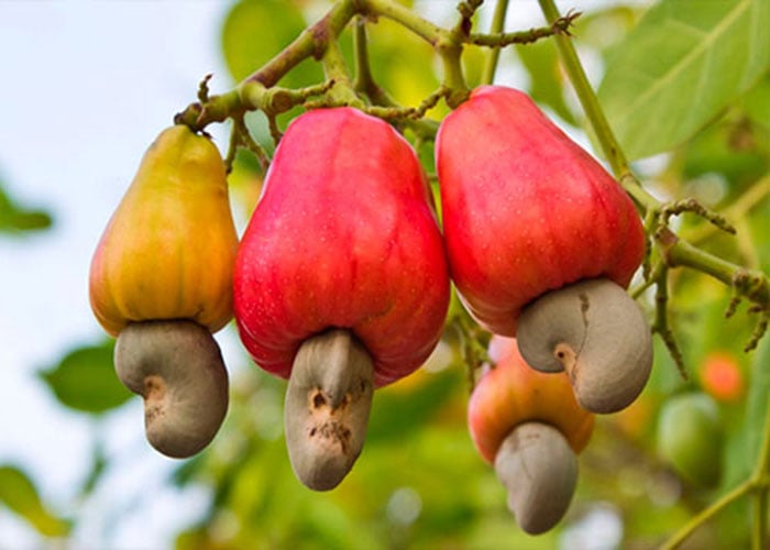Anacardos, el fruto del amazonas que combate la grasa y el colesterol