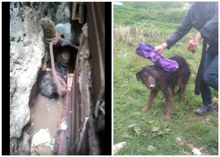 En video: el impactante rescate de un perro por los Bomberos de Bogotá