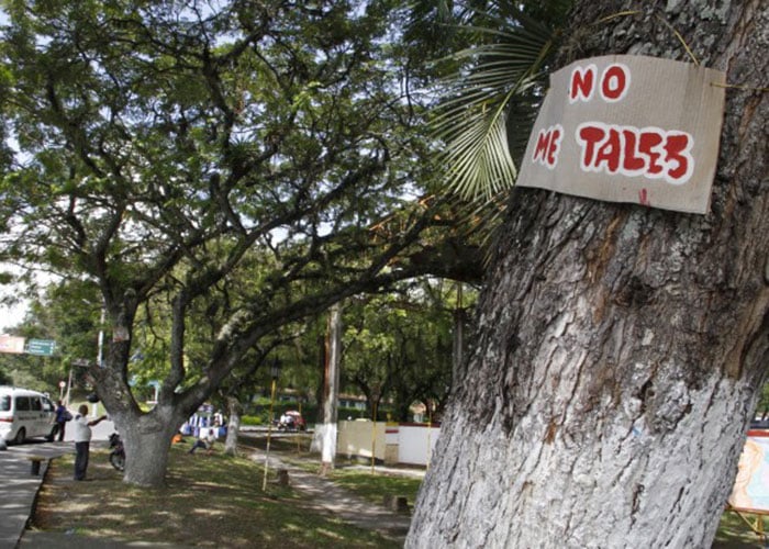En Cartago quieren talar 30 árboles centenarios con plata de regalías