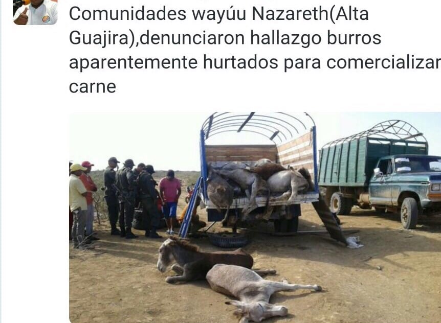 Se están robando los burros en la Alta Guajira