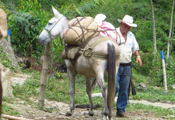 Don Tino: el argelino que le supo arrear a la guerra