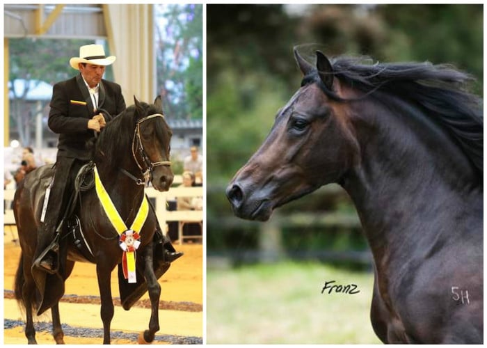 Colombia, fábrica de caballos de paso fino: Barba Roja campeón reservado mundial