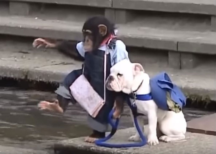 En video: el chimpancé que trata de cruzar un lago con su perro mascota