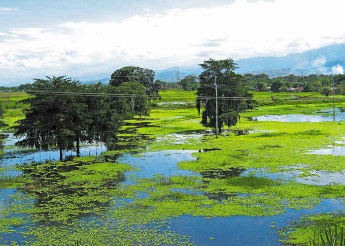 A los pájaros del Valle los están matando
