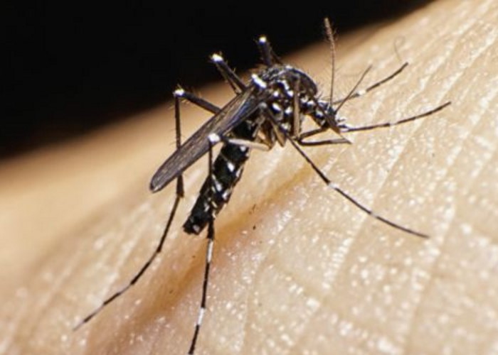 La ineficiencia del Estado para prevenir el Zika