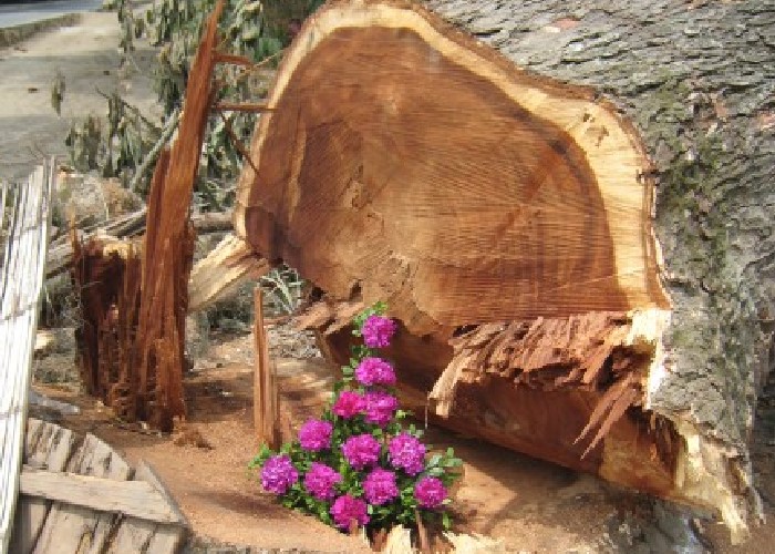 Ecocrimen en Cartago