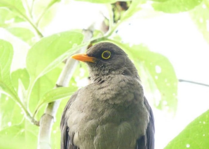 Los 10 animales que desaparecerían de Bogotá si Peñalosa continua talando