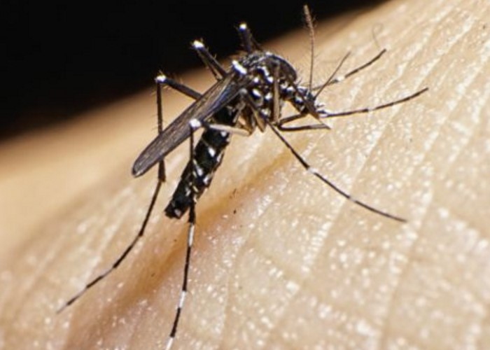 Lo que no nos han dicho sobre el virus del Zika