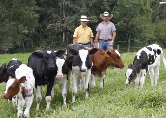 El verdadero papel de Fedegán
