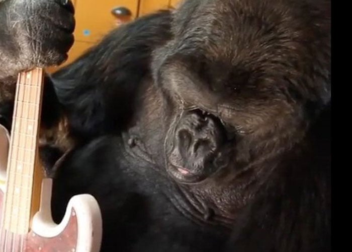 Koko, una gorila que hablaba