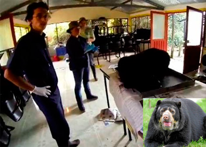 ¿Falso positivo en la muerte del oso de anteojos?