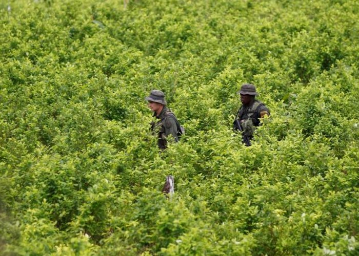 Sustitución de cultivos ilícitos: pan y comida para pocos, desgracia y tristeza para muchos