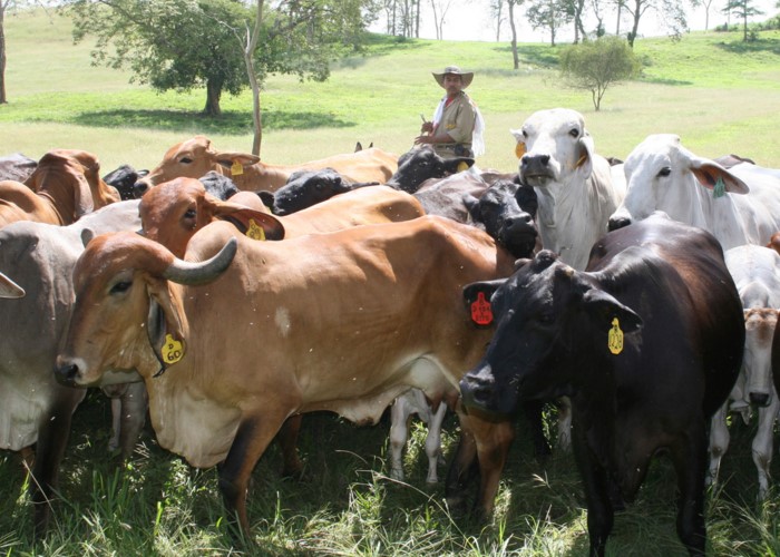 El barril sin fondo del Fondo Nacional del Ganado