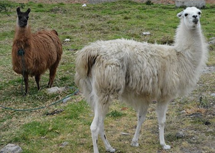 ¿Quiénes están matando a los animales en Pamplona?
