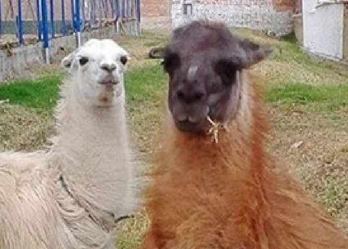 Maltrato animal en Pamplona: ¿Seguirán las víctimas en la impunidad y los asesinos en libertad?