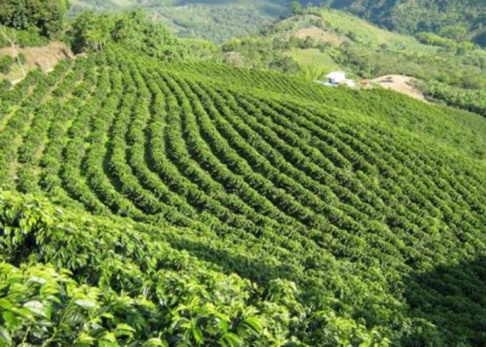 El Paisaje Cultural Cafetero está amenazado