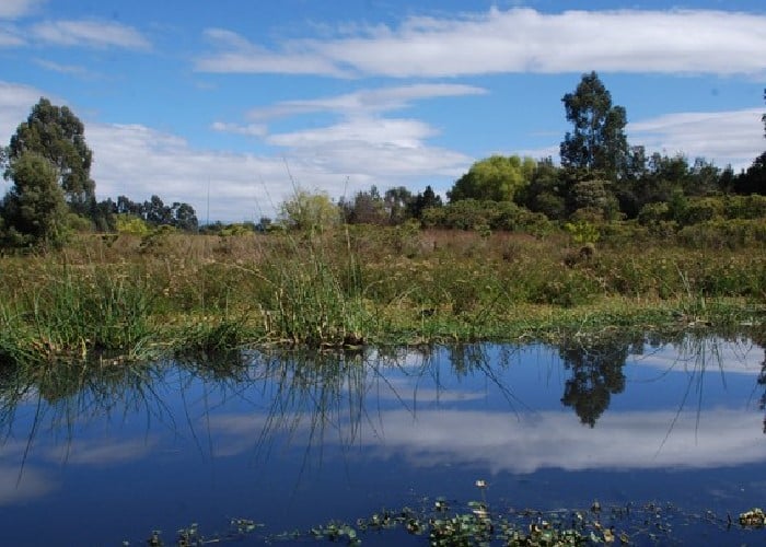 ¿Por qué no podemos vivir sin humedales?