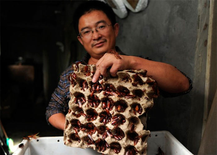 El meganegocio de las cucarachas convertidas en comida en China