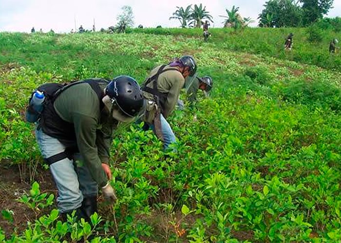 En video: Por qué sembrar coca es un buen negocio para un campesino